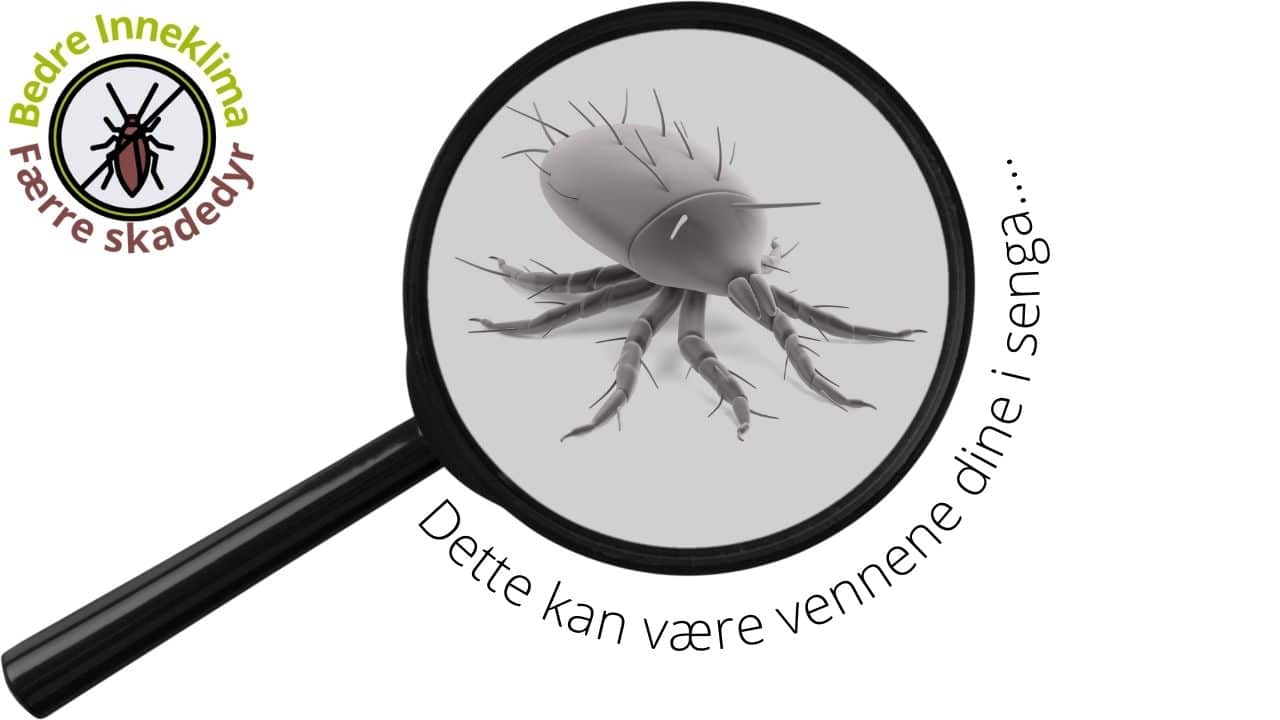 Midd-kan-vaere-vennen-din-i-senga.jpg